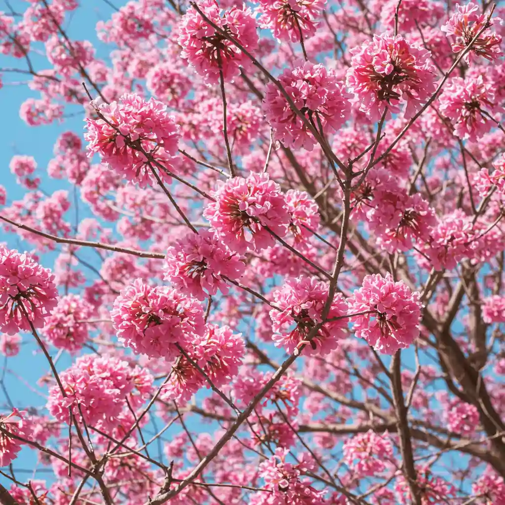 Small Tree with Pink Flowers