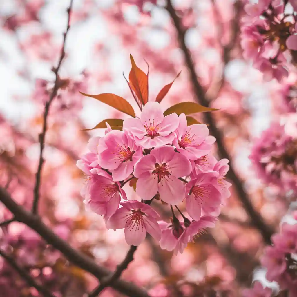pink flowers