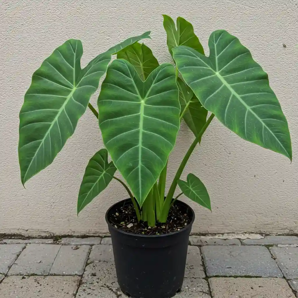 Container Gardening with Elephant Ears