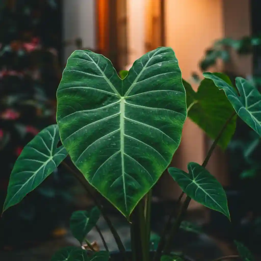 Elephant Ears Plant