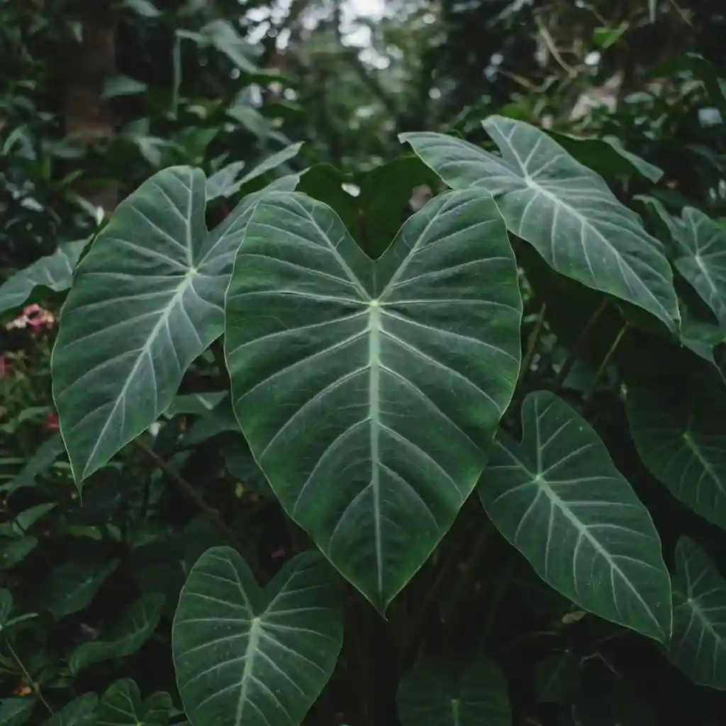 Elephant Ears Plant