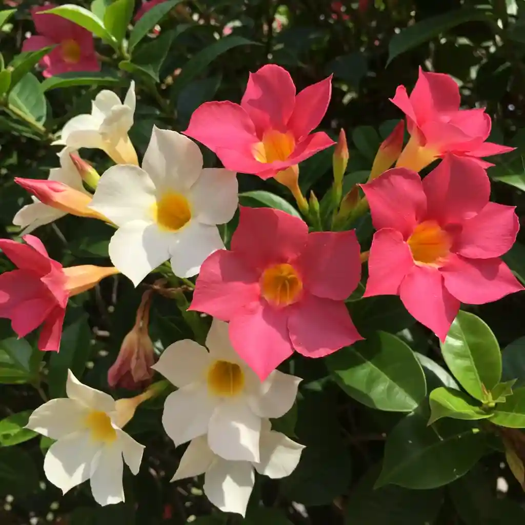 Mandevilla Vine