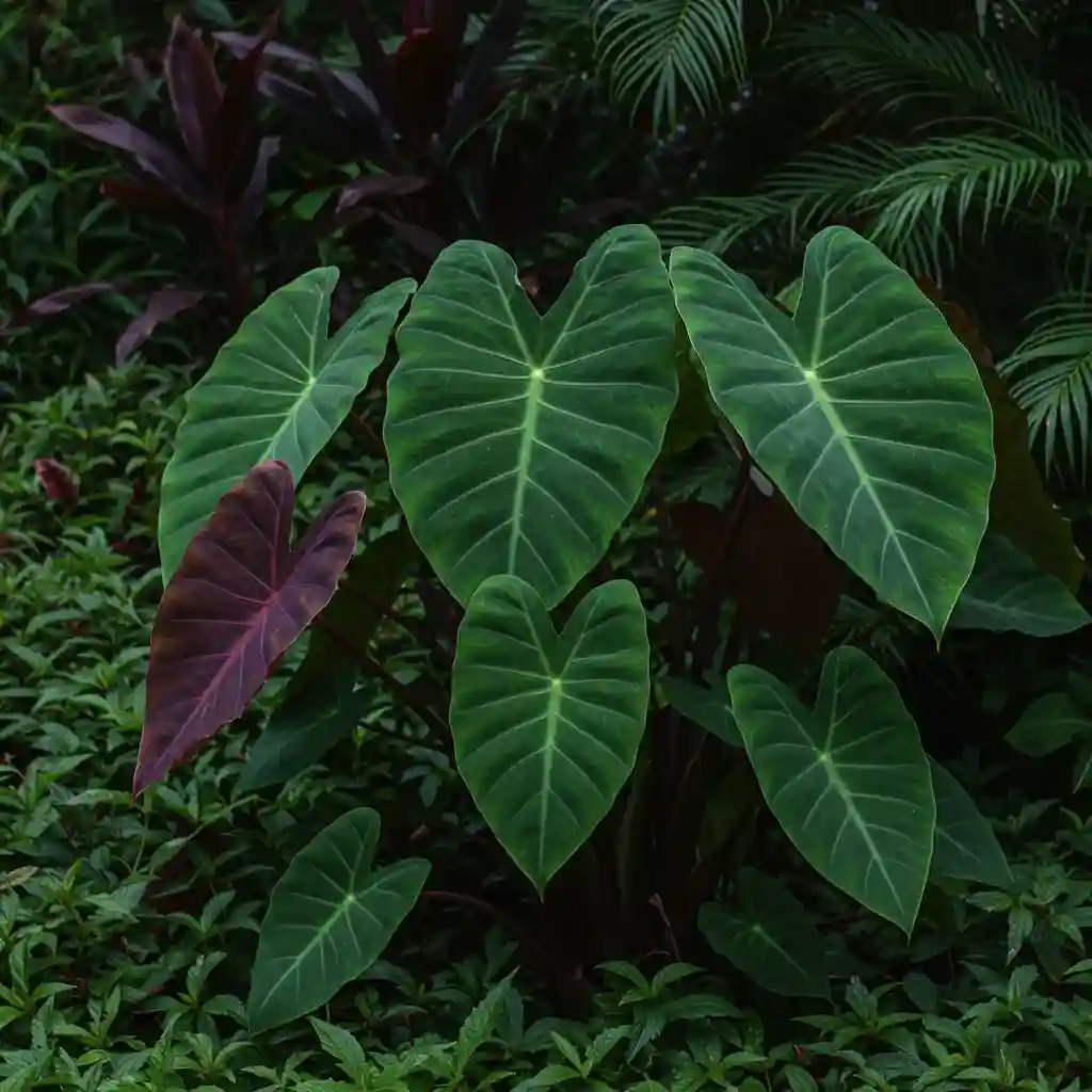 Overwintering Elephant Ear Plants