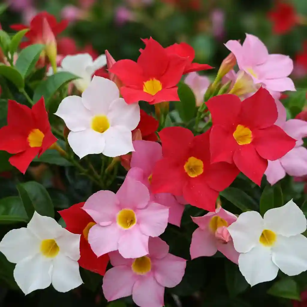 Rare Mandevilla Colors You Didn’t Know Existed